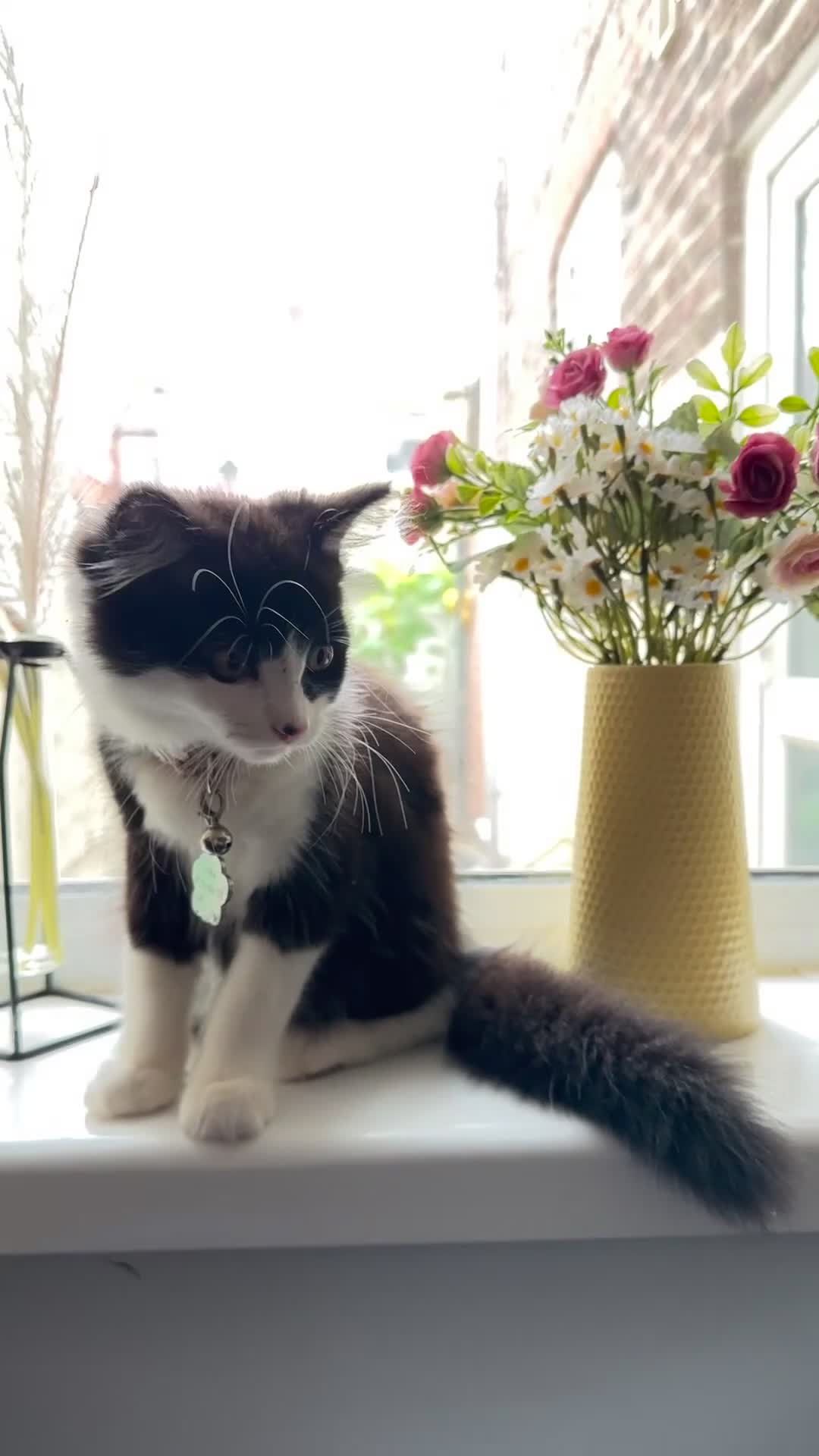 British Longhair cats for sale: Need to go asap - Video 1