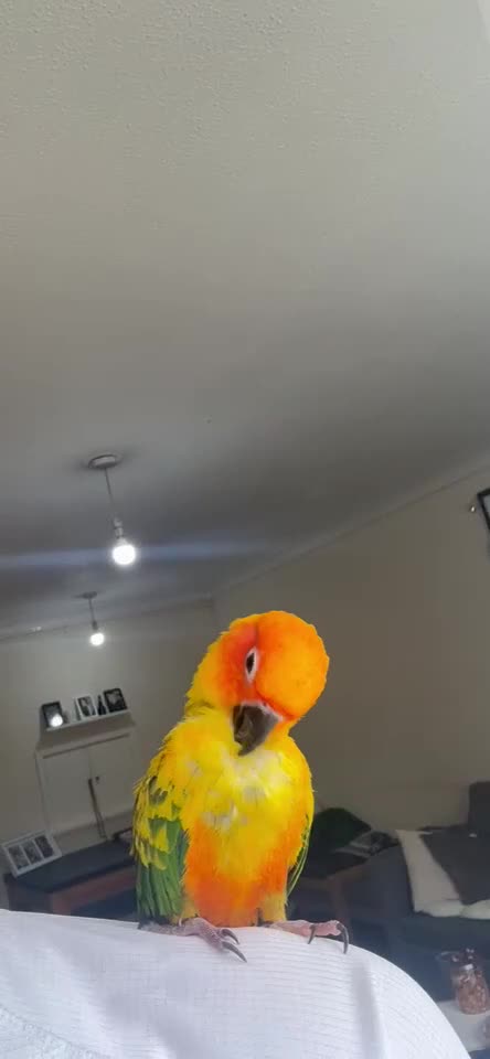 Conures birds for sale: 6 Month old Tamed sun conure  - Video 1