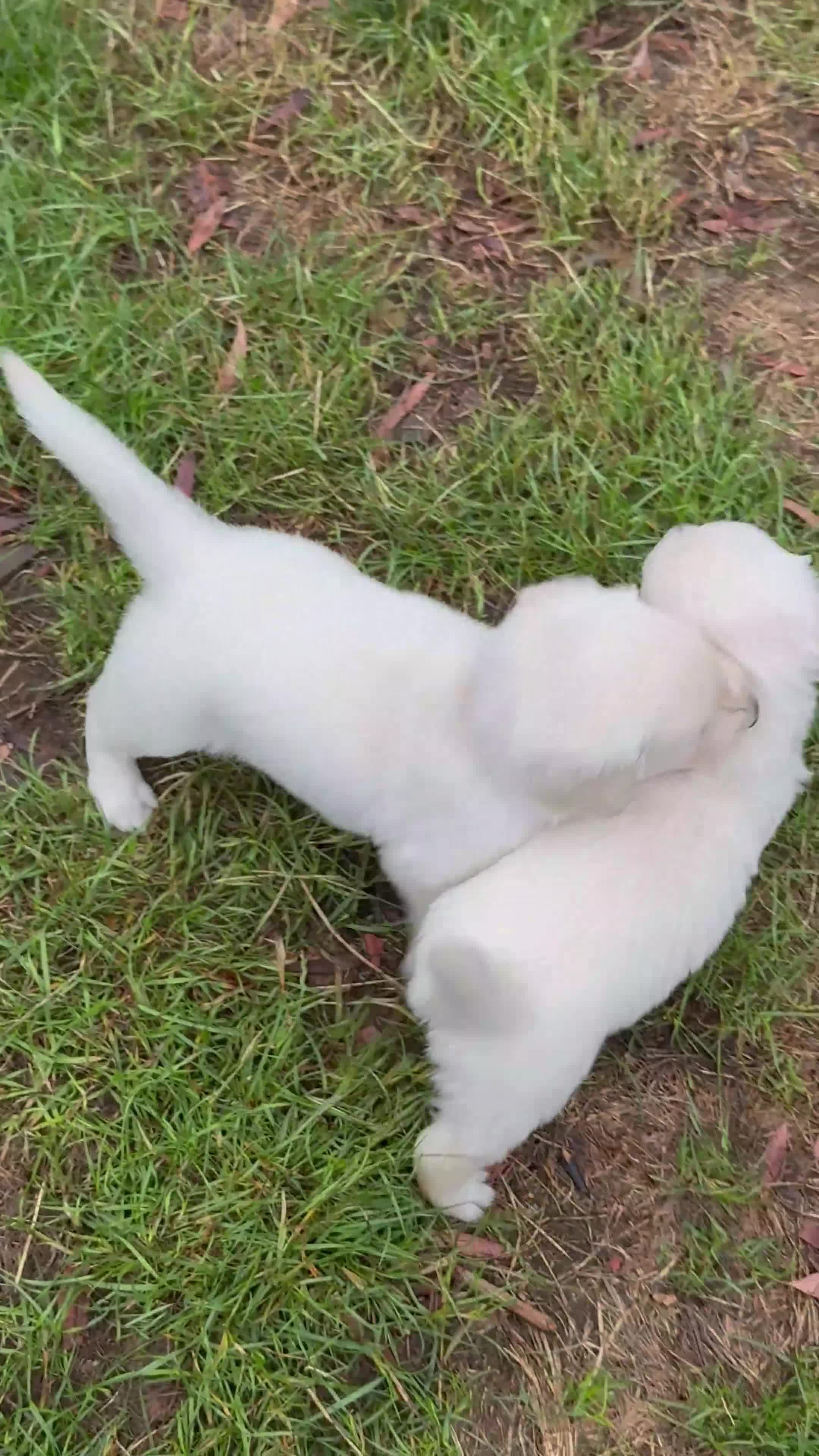 Golden Retriever dogs for sale: 1 LEFT *Ready to Go* Golden Retriever puppies 🐾 - Video 5