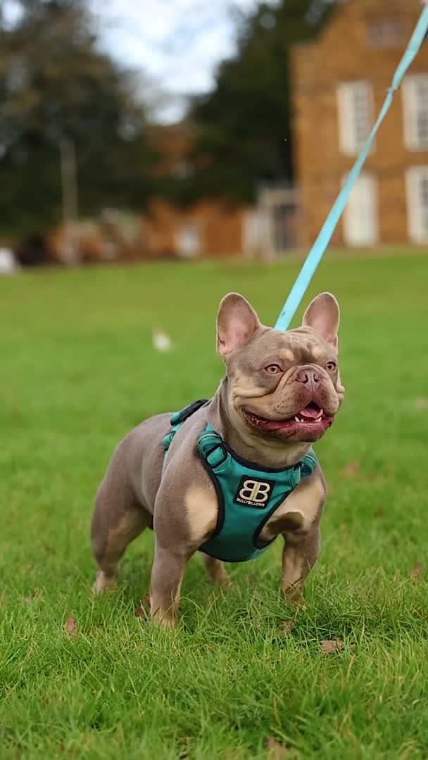 French Bulldog dogs for stud: 🦍SHORTTY🦍 SPECIAL OFFER WON'T GET CHEAPER 🔥🔥 in Northampton - Video 4