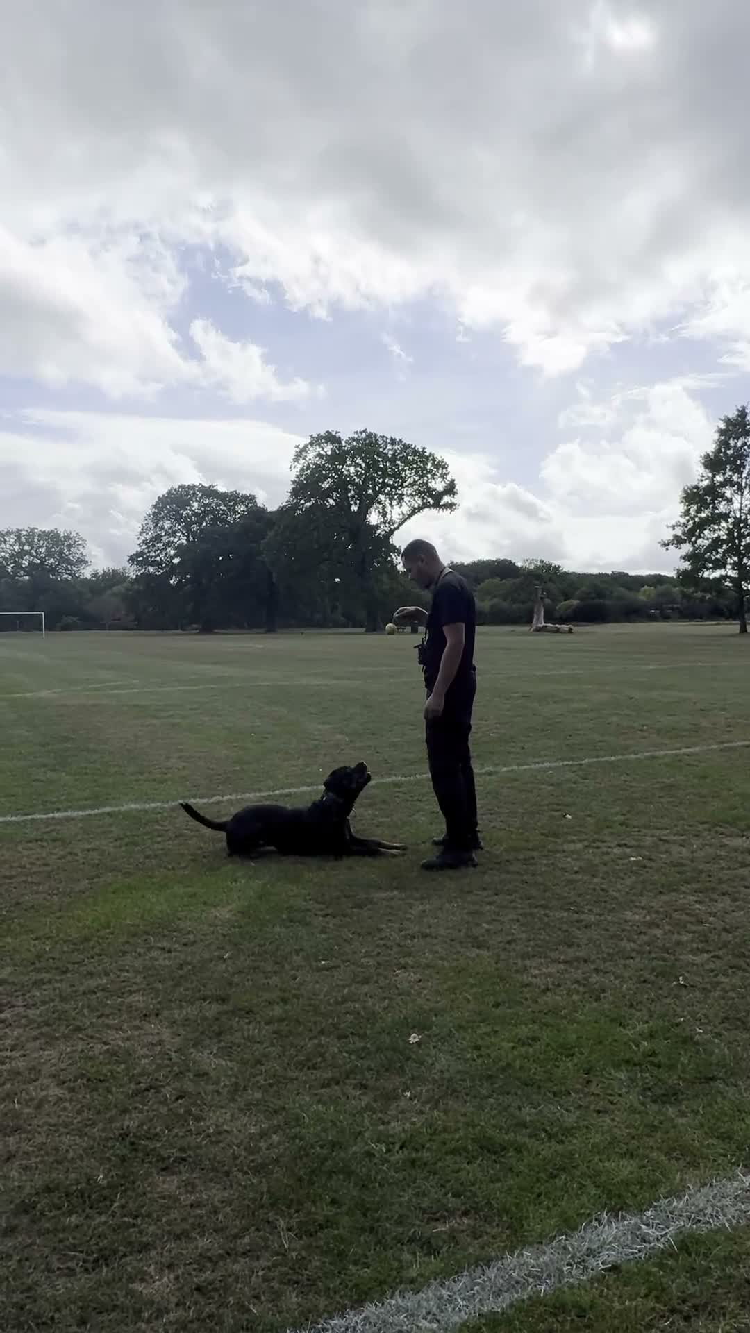Rottweiler dogs for sale: Female Rottweiler/ Fully Trained/ Family Friendly - Video 1