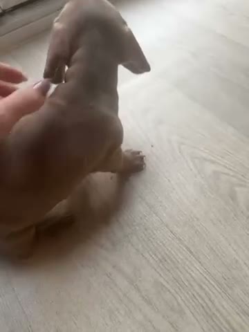 Miniature Dachshund dogs for sale: Dachund babies  - Video 4