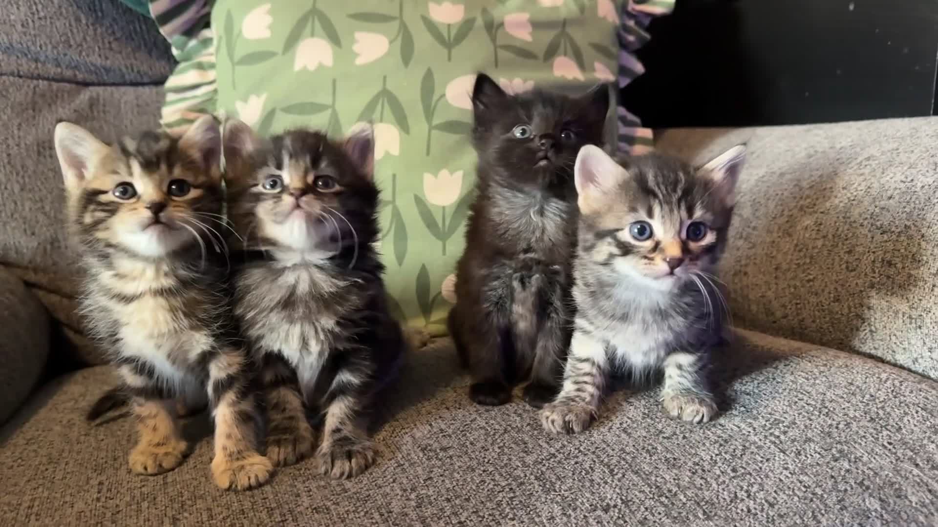Mixed Breed cats for sale: Stunning kittens 🐈‍⬛ - Video 2