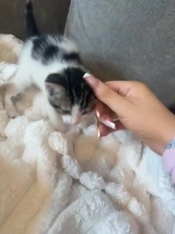 Mixed Breed cats for sale: Male kittens  - Video 1