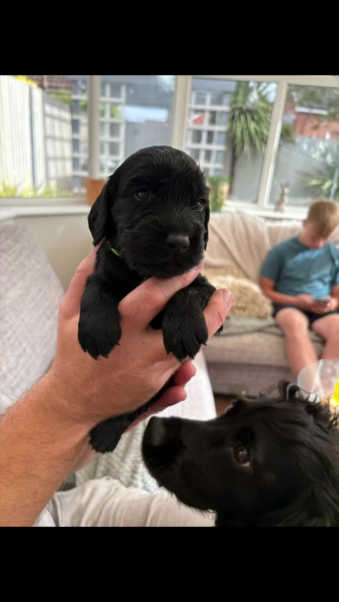 Cocker Spaniel dogs for sale: Cocker spainel puppies  - Video 1