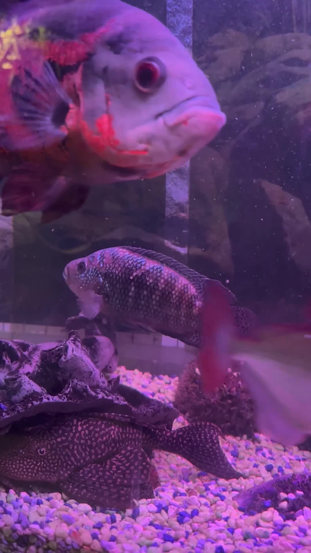 Plecos fish for sale: Fish for sale - Video 1