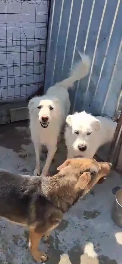 Mixed Breed dogs for adoption: 🐾🤍ALINA – A Beautiful Young Soul Still Waiting🐾 - Video 1
