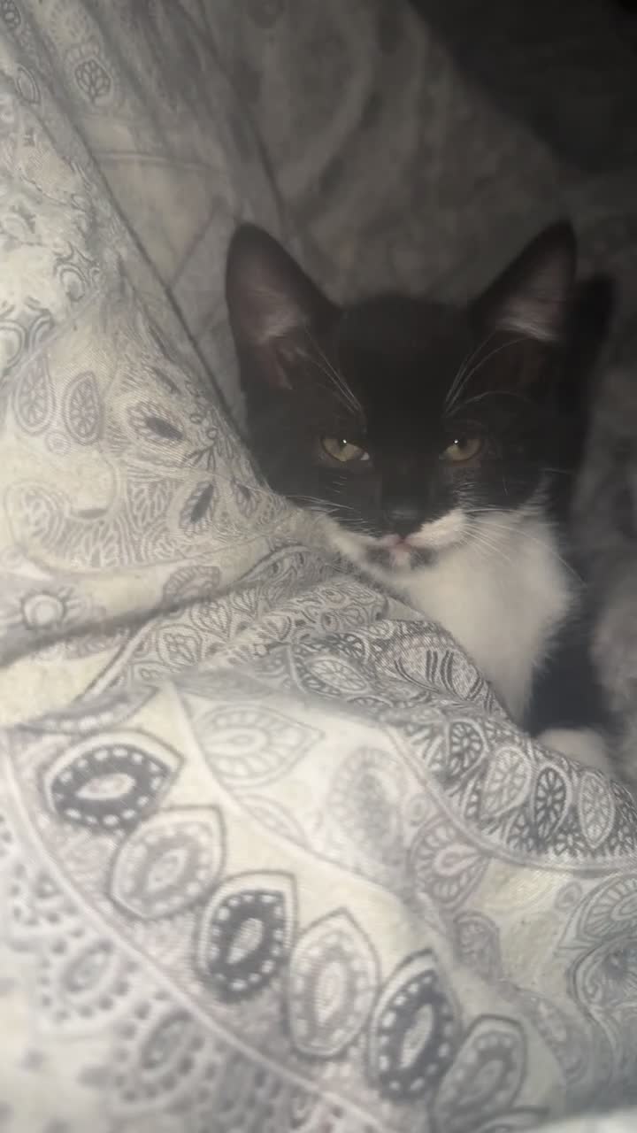 Mixed Breed cats for sale: Tuxedo ghost tabby  - Video 2