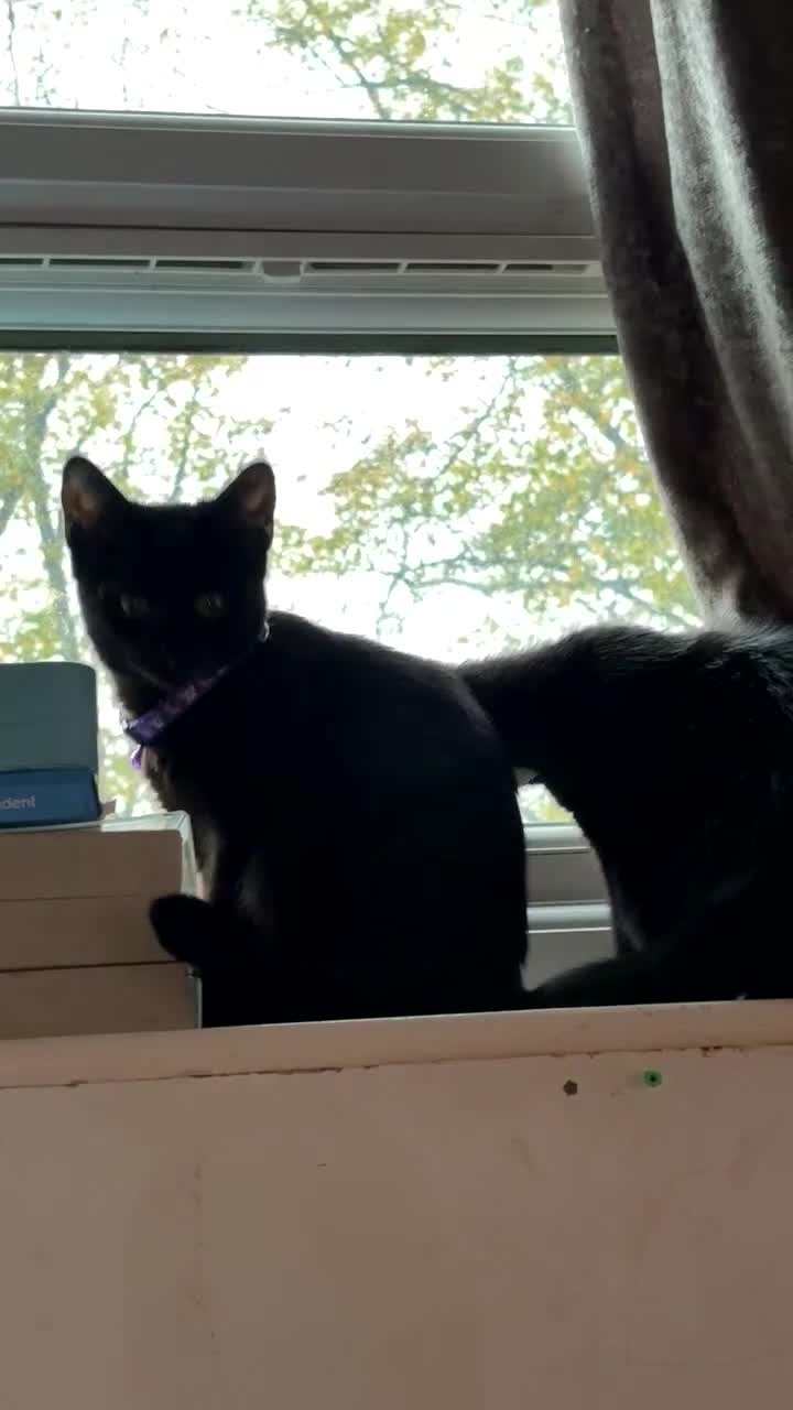 Bombay cats for sale: Black beauties🧡 - Video 2