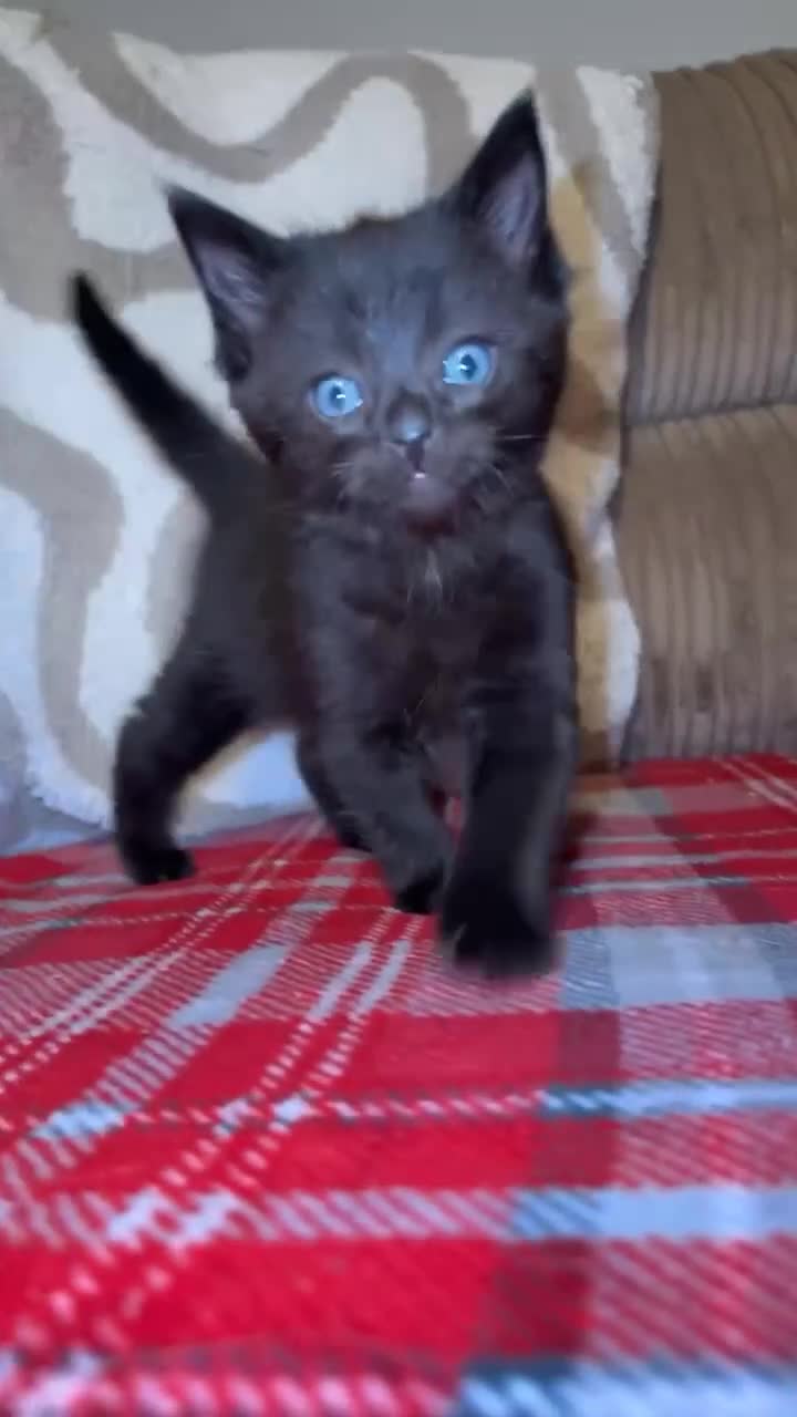Domestic Shorthair cats for sale: Two kittens available for forever homes.  in Hereford - Video 2