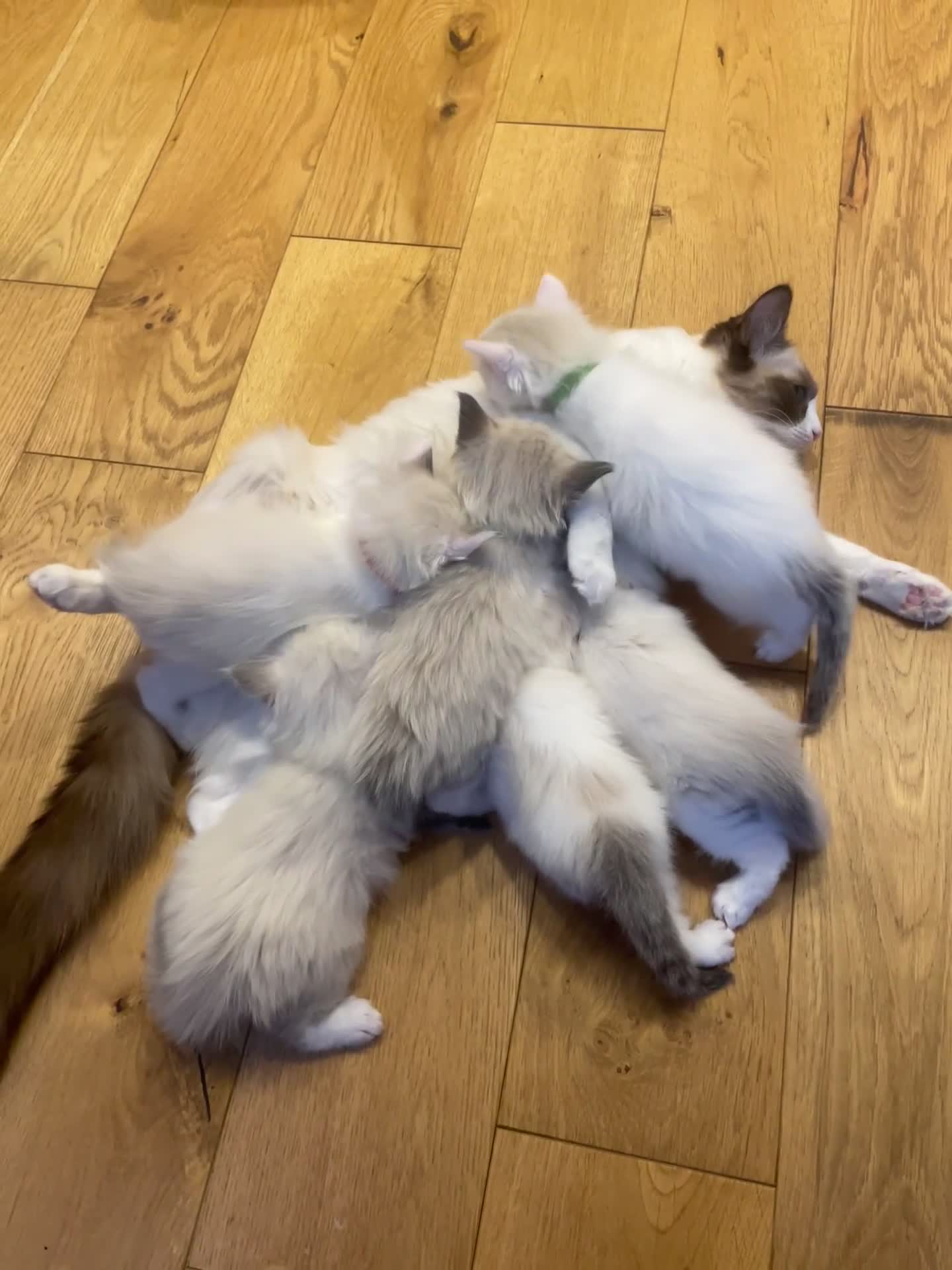 Ragdoll cats for sale: 6 Adorable Ragdoll kittens  - Video 3