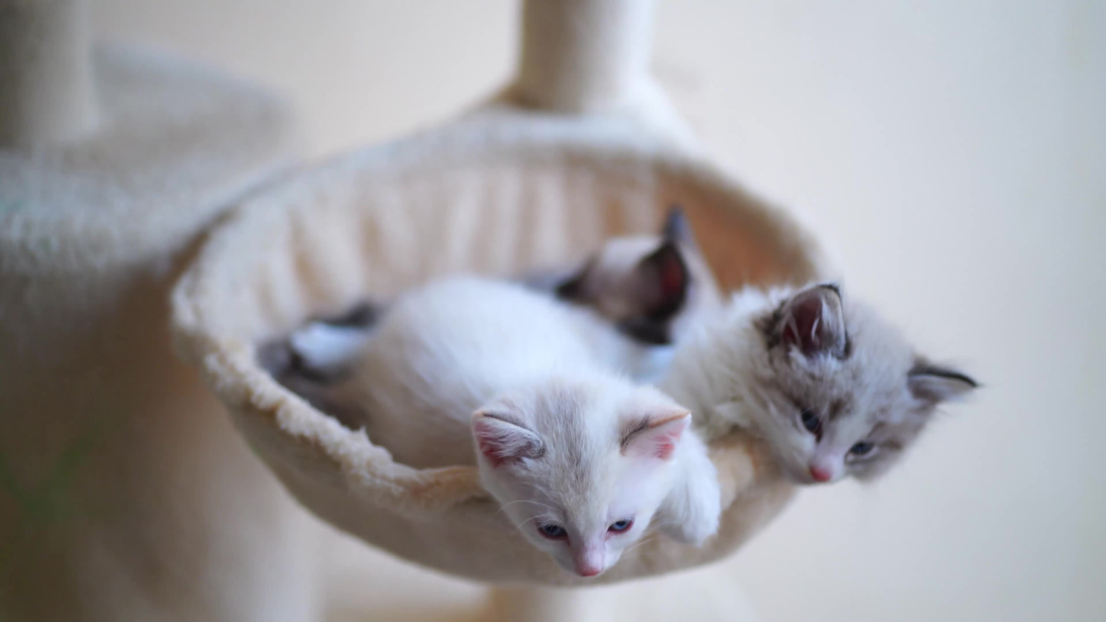 Mixed Breed cats for sale: 3 Siamese and Ragdoll mixed kittens - Video 1