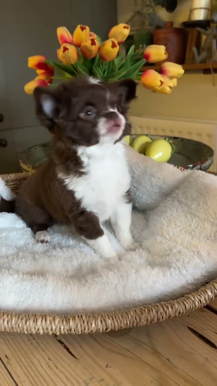 Chihuahua dogs for sale: 🐾 Long-Haired Chihuahua Girls – Betsy & Binky 🐾 - Video 2