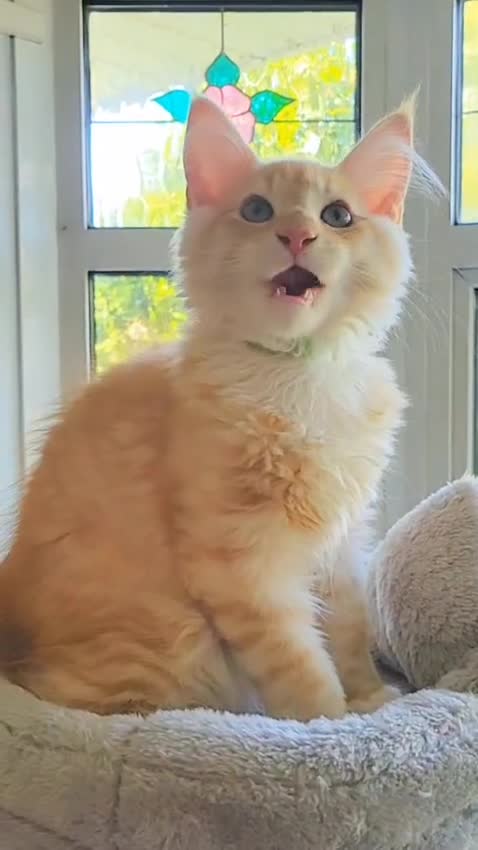 Maine Coon cats for sale: Maine Coon kittens - Video 2