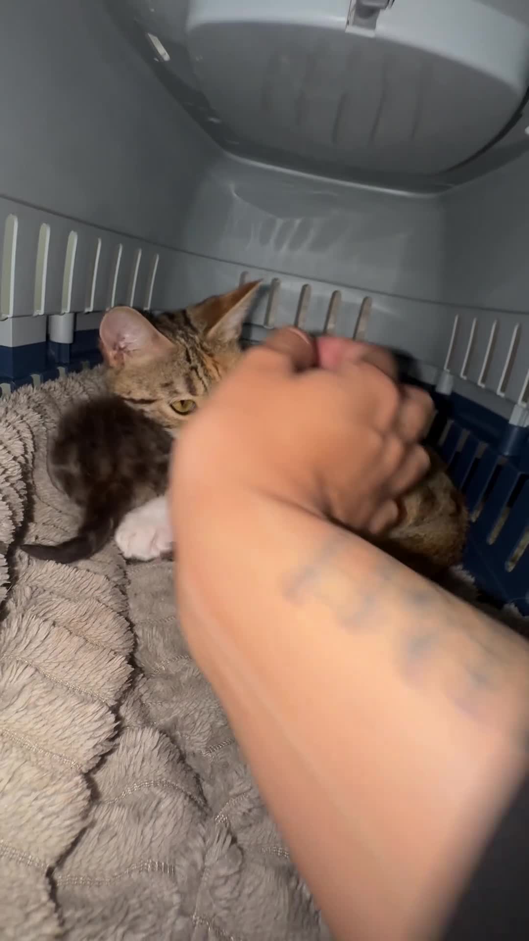 Mixed Breed cats for sale: Mixed breed kittens - Video 1