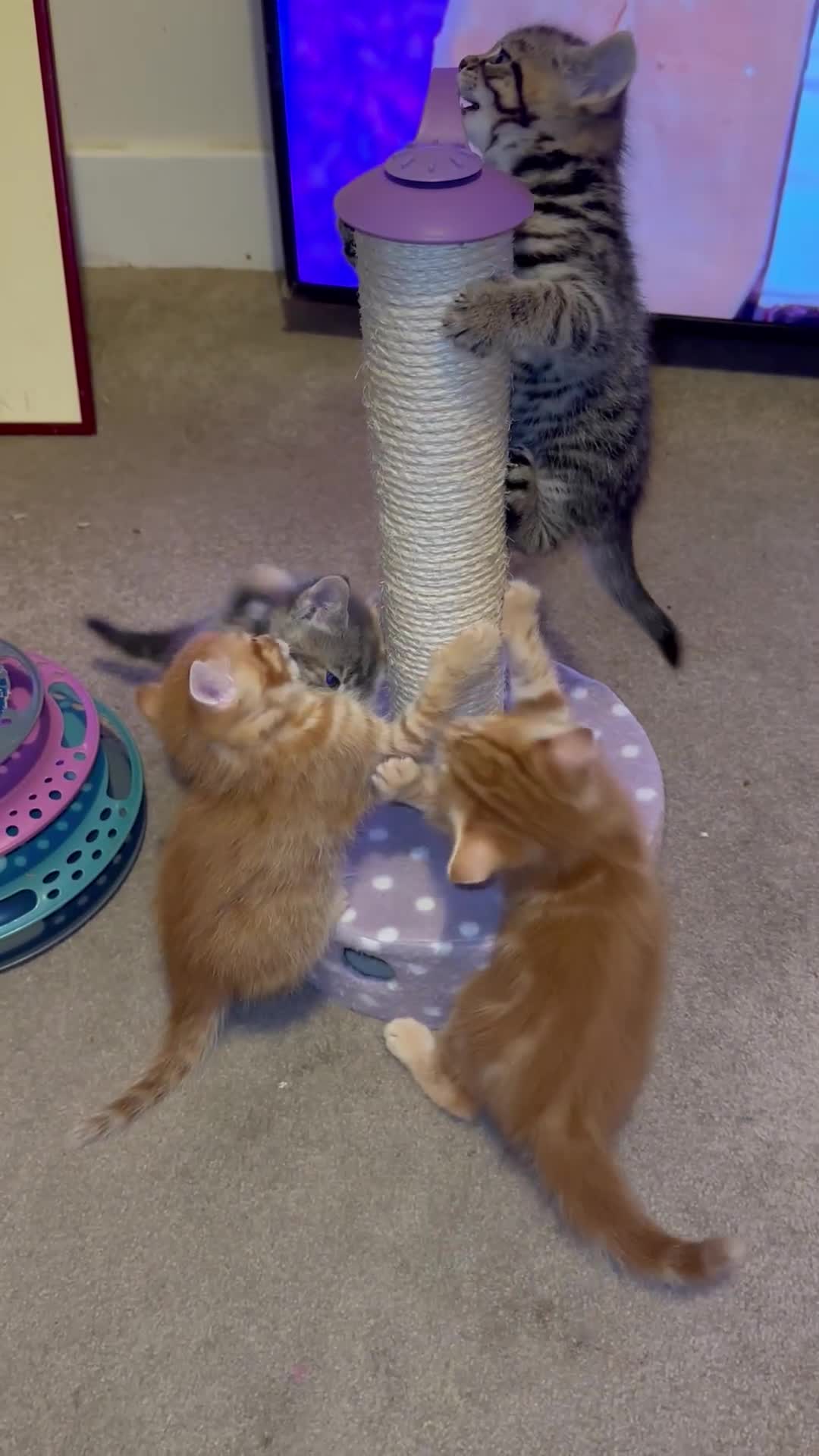 Mixed Breed cats for sale: Amiable mixed breed kittens - Video 1