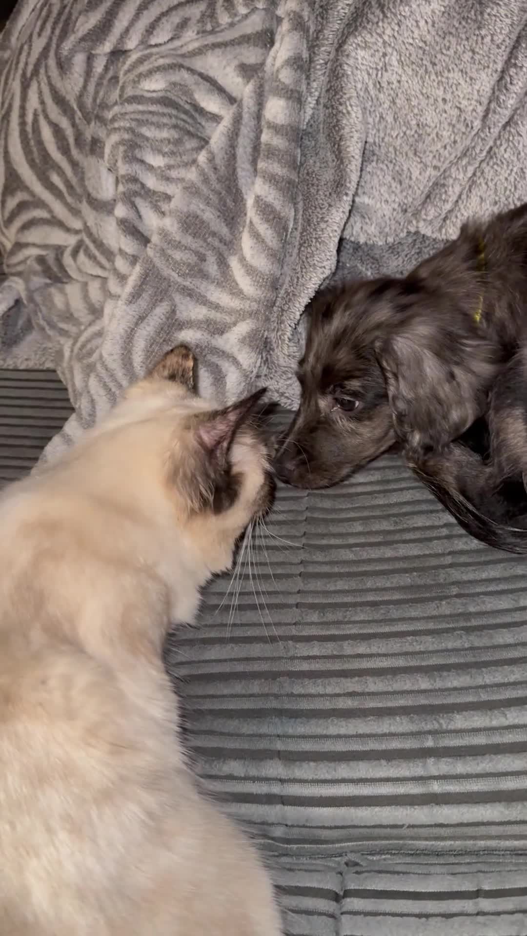 Cockapoo dogs for sale: Beautiful 11 Week Old Cockapoo Puppy Spaniel Type - Video 1