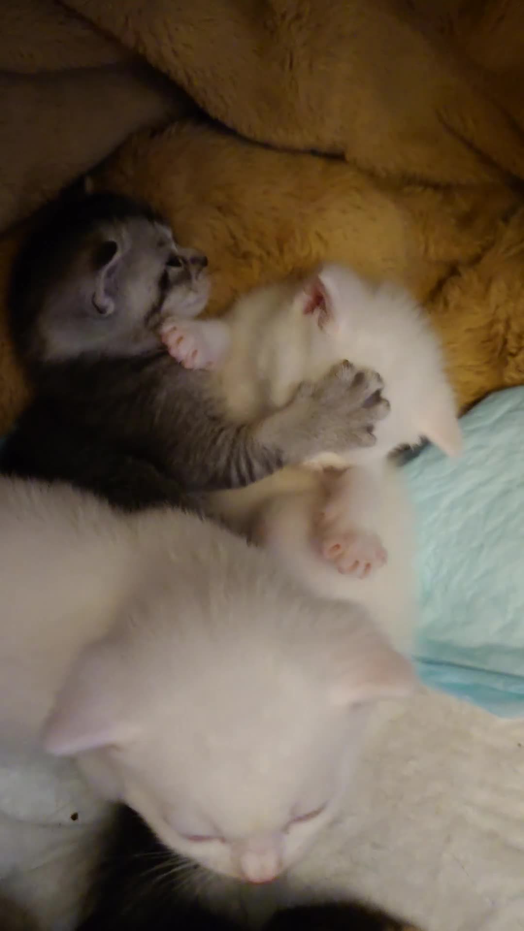 Mixed Breed cats for sale: British shorthair mixed kittens.  - Video 1