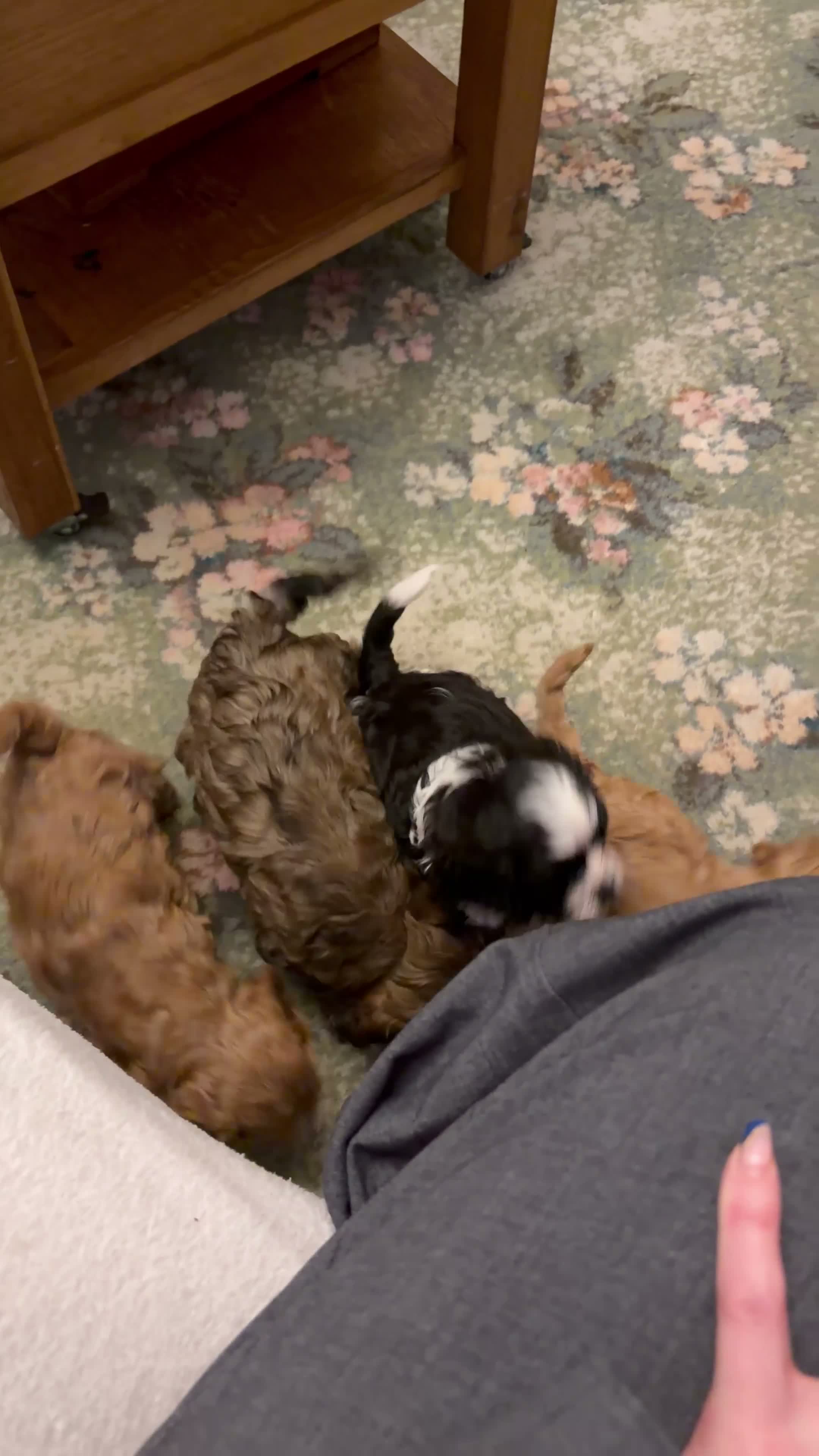 Cavapoo dogs for sale: Only One Female Cavapoo Puppy Left – Apricot Girl - Video 1