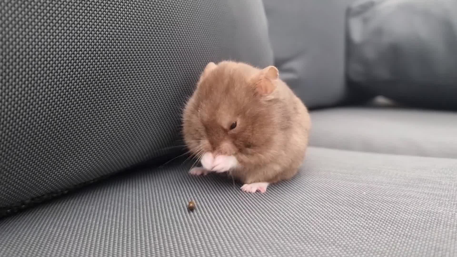 Hamster rodents for sale: Sweet young hamster with large cage&full set up - Video 1