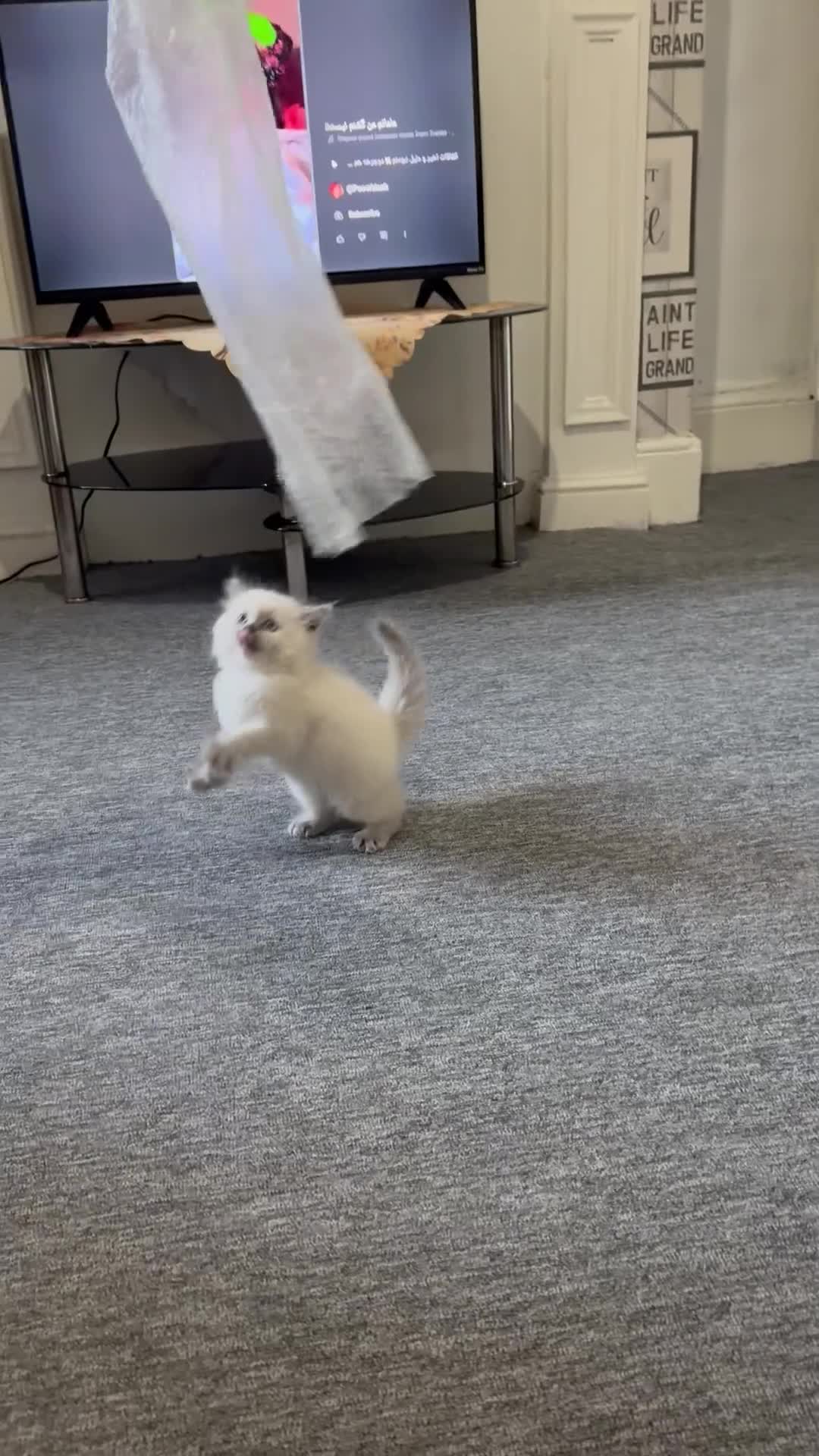 Ragdoll cats for sale: Playful paw 🐾 - Video 2