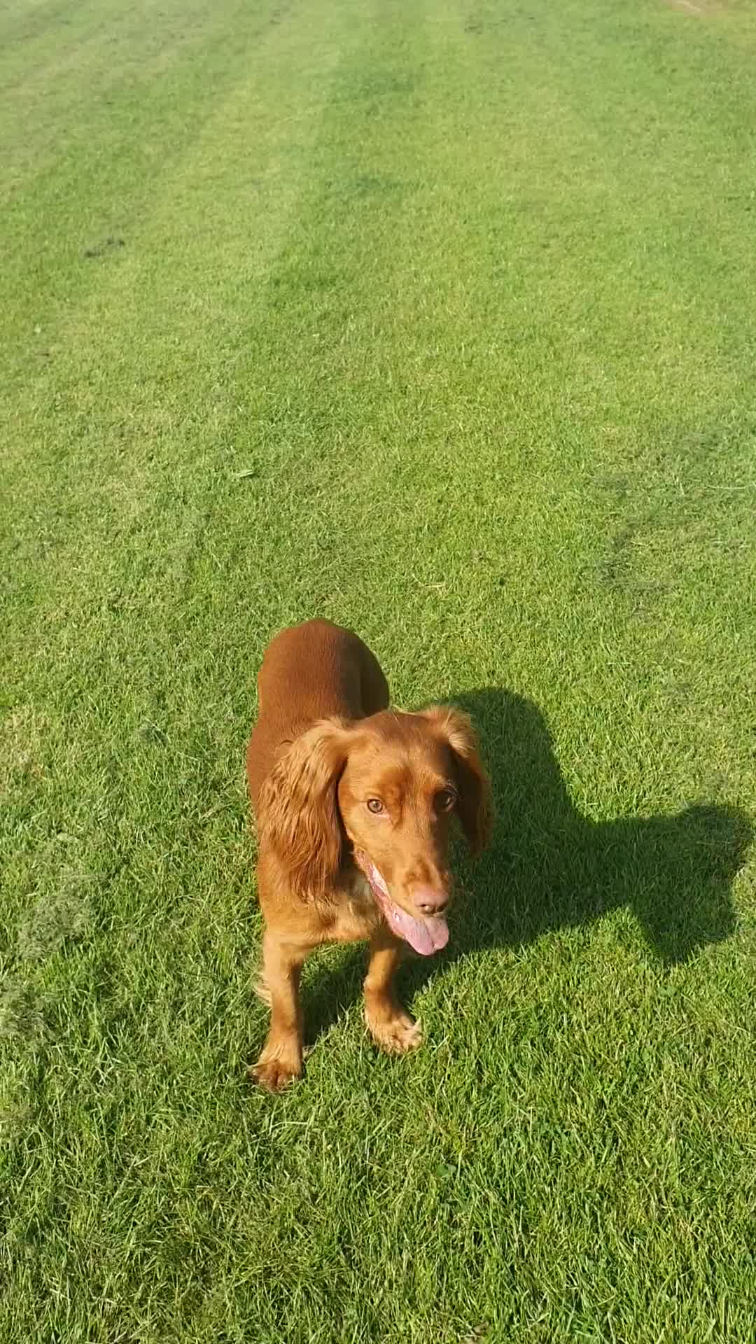 Cocker Spaniel dogs for stud: Proven cocker spaniel for stud - Video 2