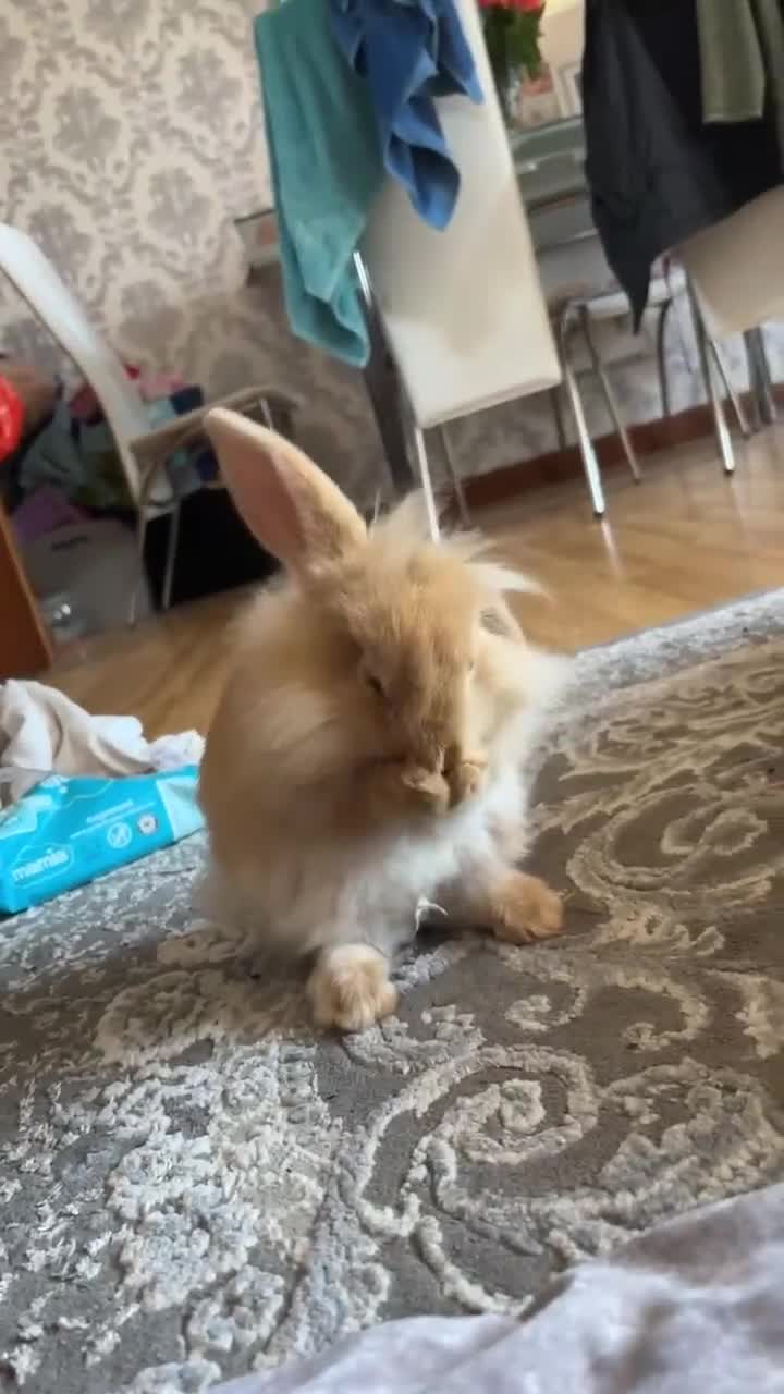 Dwarf Lop rabbits for sale: Boy dwarf mini pop and female lop - Video 3