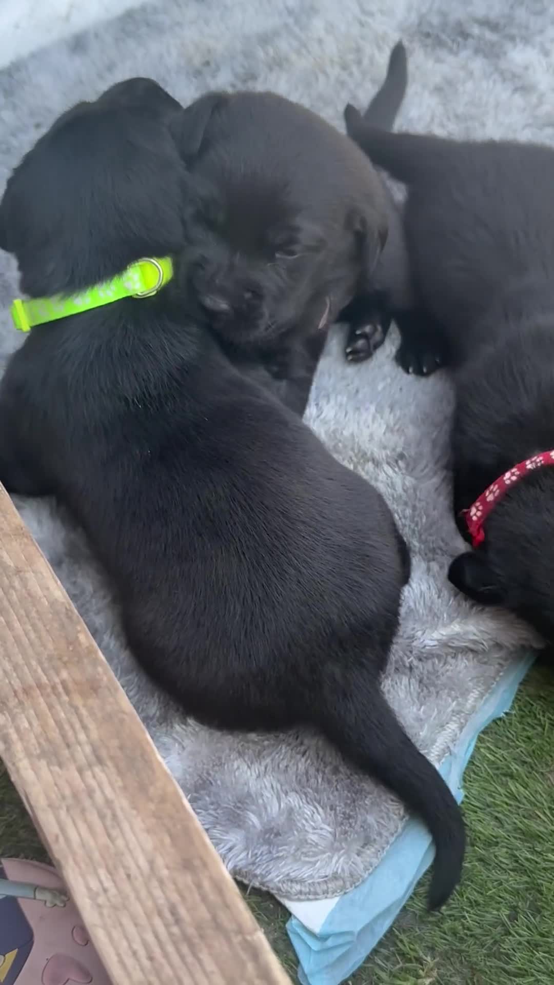 Labrador Retriever dogs for sale: Black labradors  - Video 1