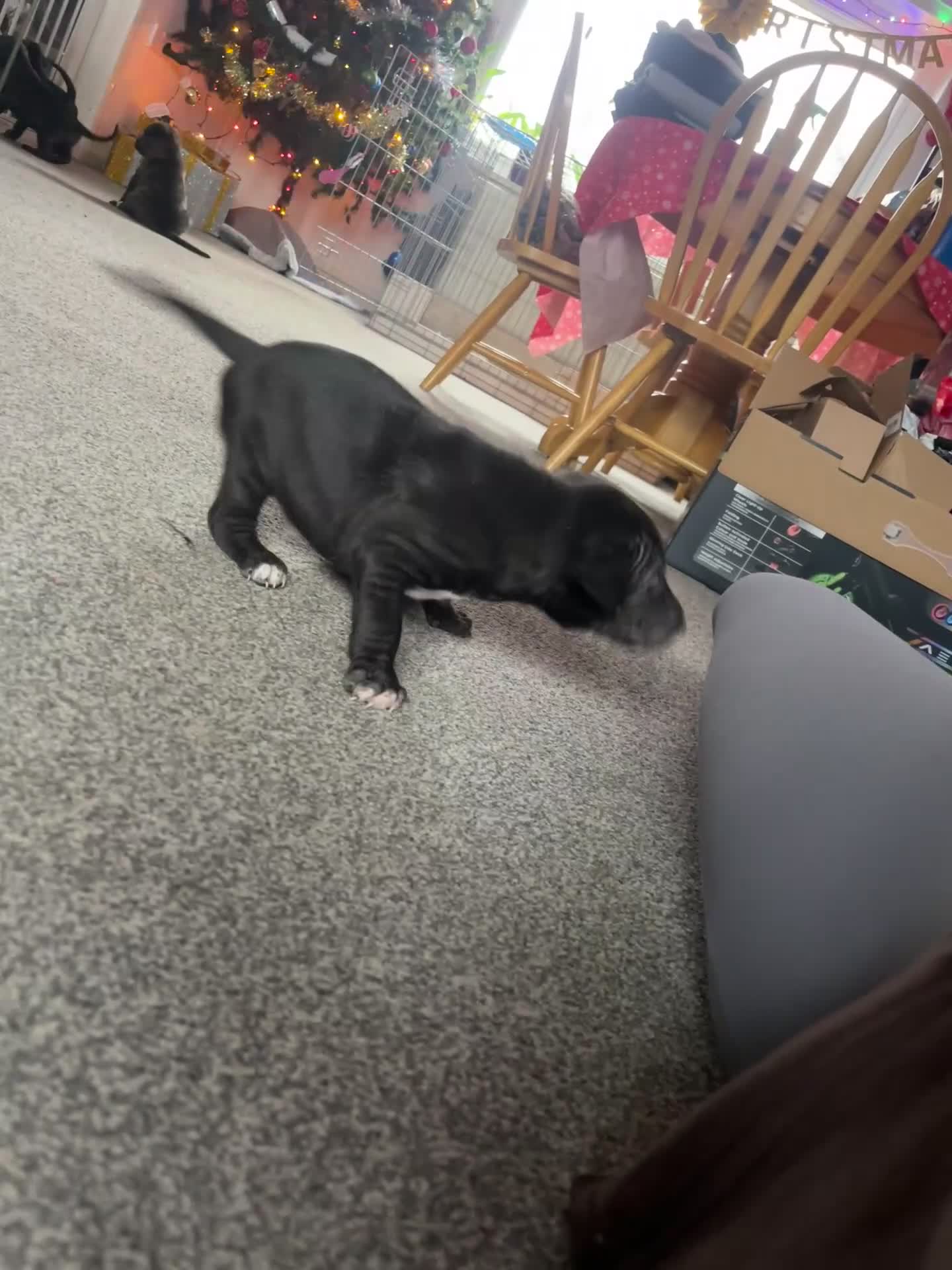 Mixed Breed dogs for sale: Lurcher x sharp pei - Video 1