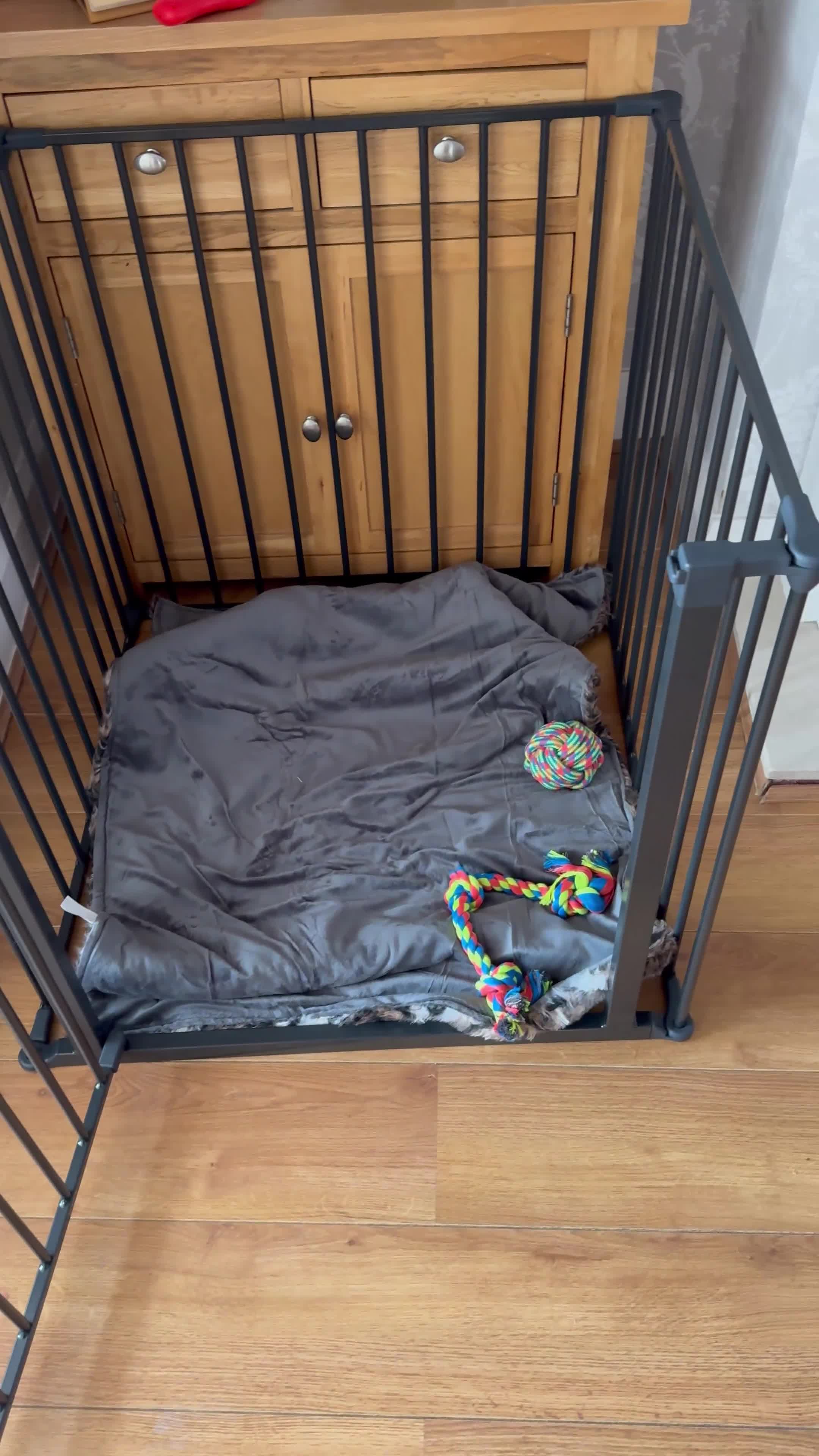 Dobermann dogs for sale: 10 Week Doberman Puppy Microchipped & Vaccinated - Video 3