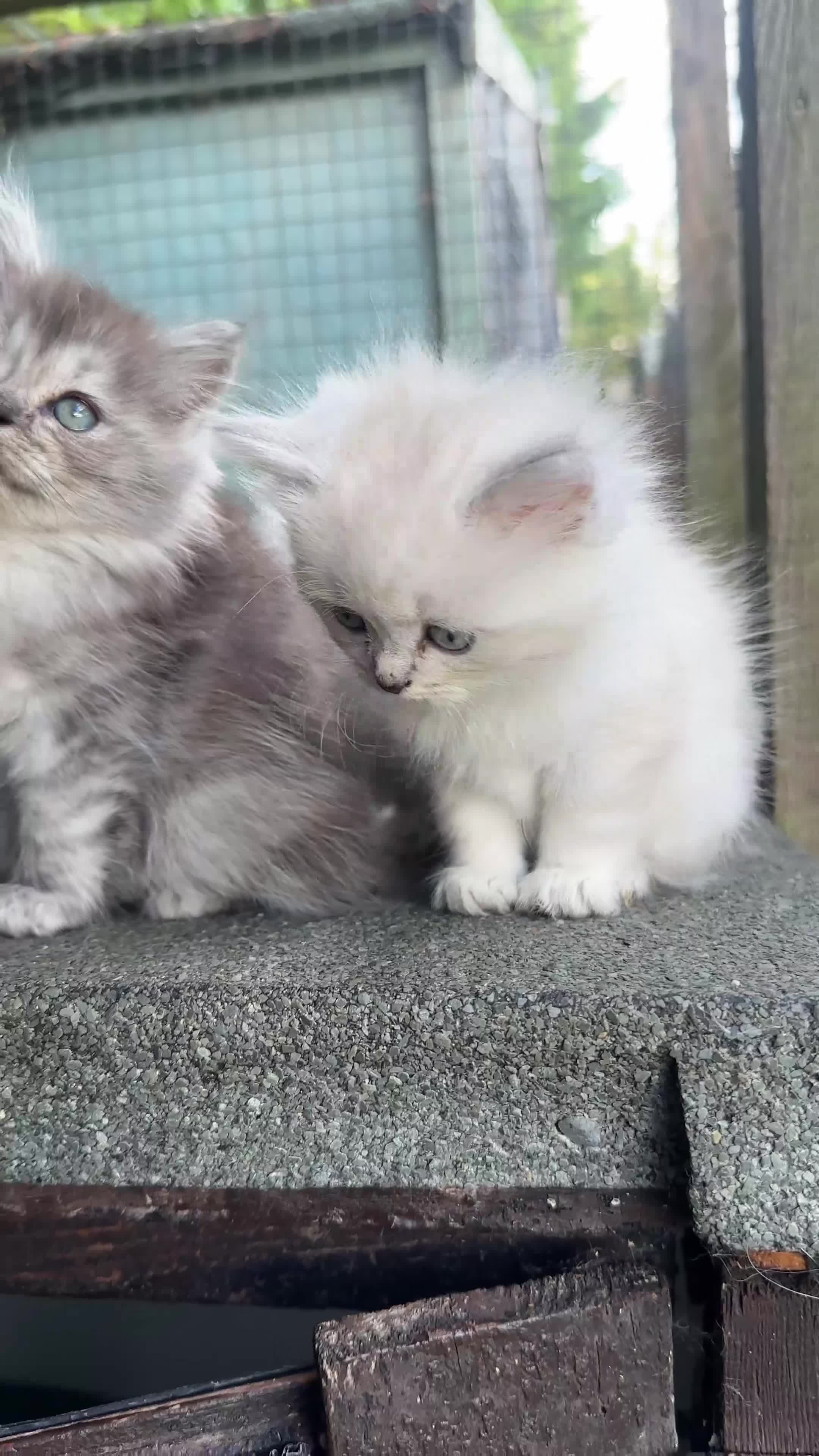 Ragdoll cats for sale: Healthy Kitten Fully Vaccinated Litter Box Trained - Video 1