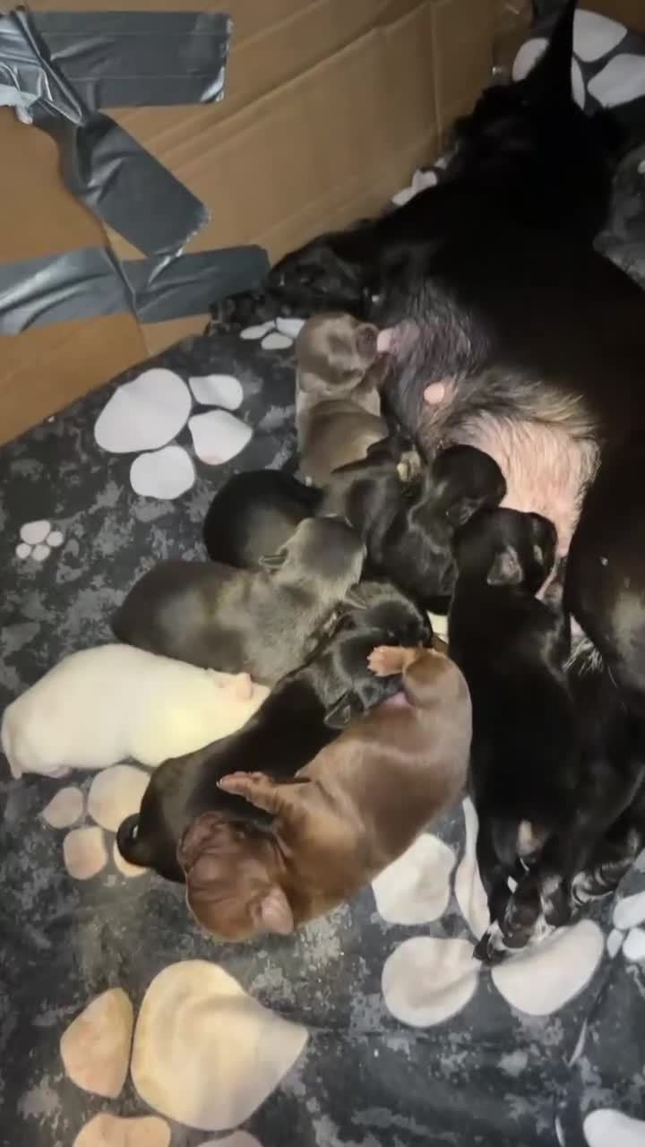 Chihuahua dogs for sale: Adorable Chihuahua 🐾🐶🐾🐶  - Video 1