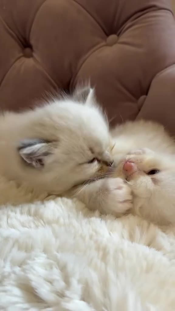 Ragdoll cats for sale: Stunning Blue Point Ragdolls -Ready 4th August  - Video 2