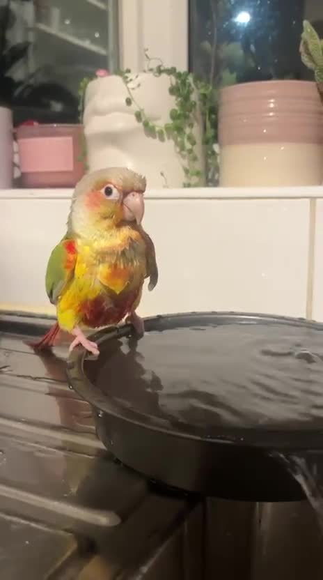 Conures birds for sale: beautiful pinapple green cheek conure   - Video 1