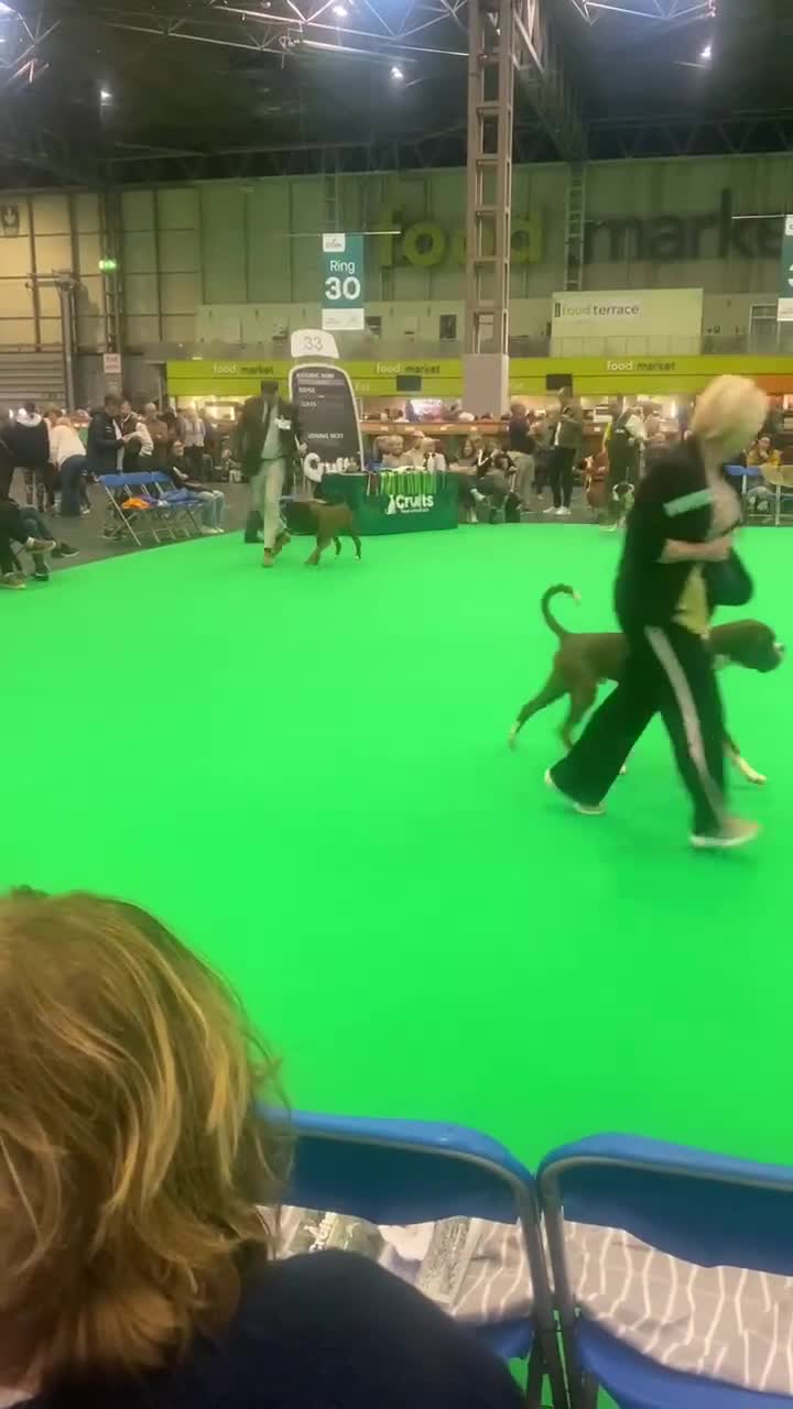 Boxer dogs for stud: Champion lined boxer for stud - Video 2