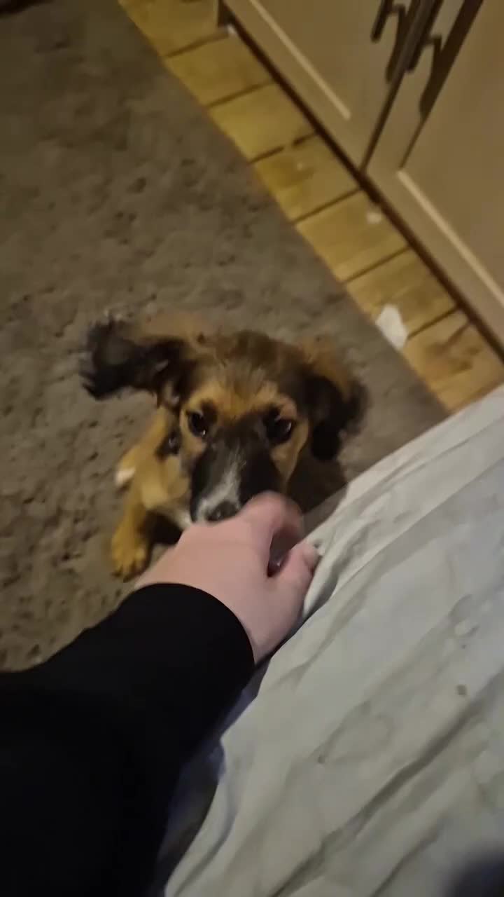 Mixed Breed dogs for sale: Zeus x - Video 3