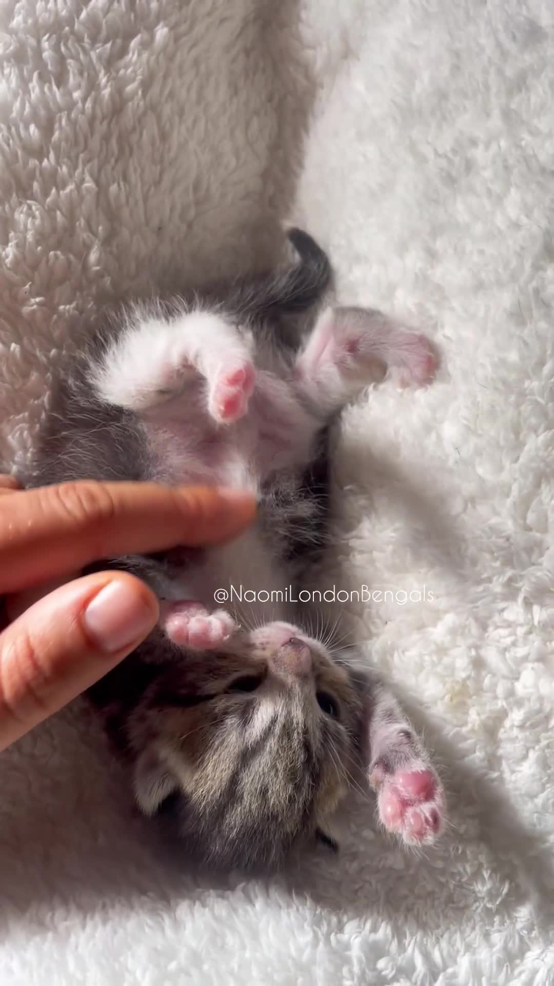 Bengal cats for sale: ⭐️ BENGAL KITTEN FOR SALE! ⭐️ 🩷❤️🧡💛💚🩵💙💜 - Video 2