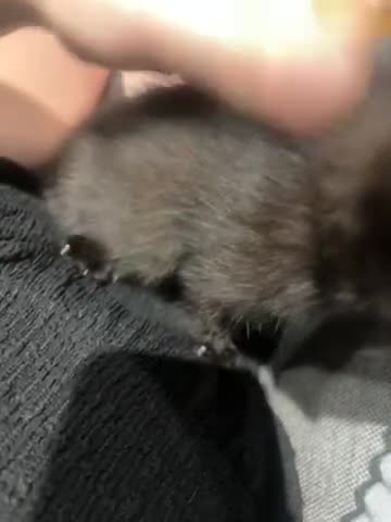 British Shorthair cats for sale: 3 beautiful tabby kittens with Maine coon  - Video 3