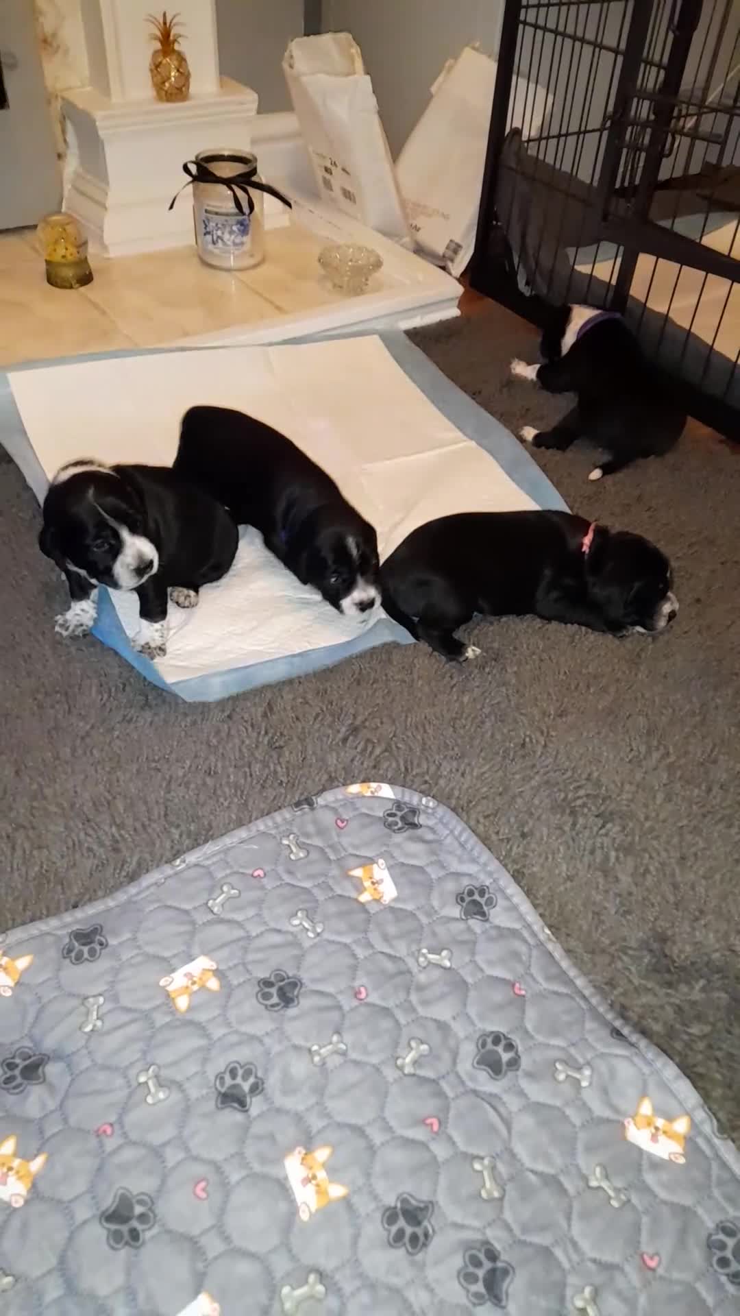 Mixed Breed dogs for sale: Staffy x Cocker Spaniel  - Video 2