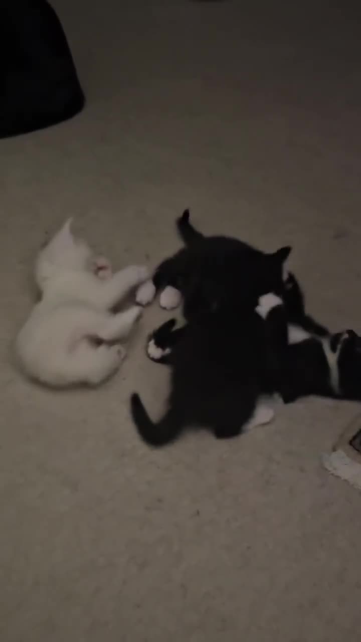 Domestic Shorthair cats for sale: 4 lovely kittens looking for their eternal home - Video 1