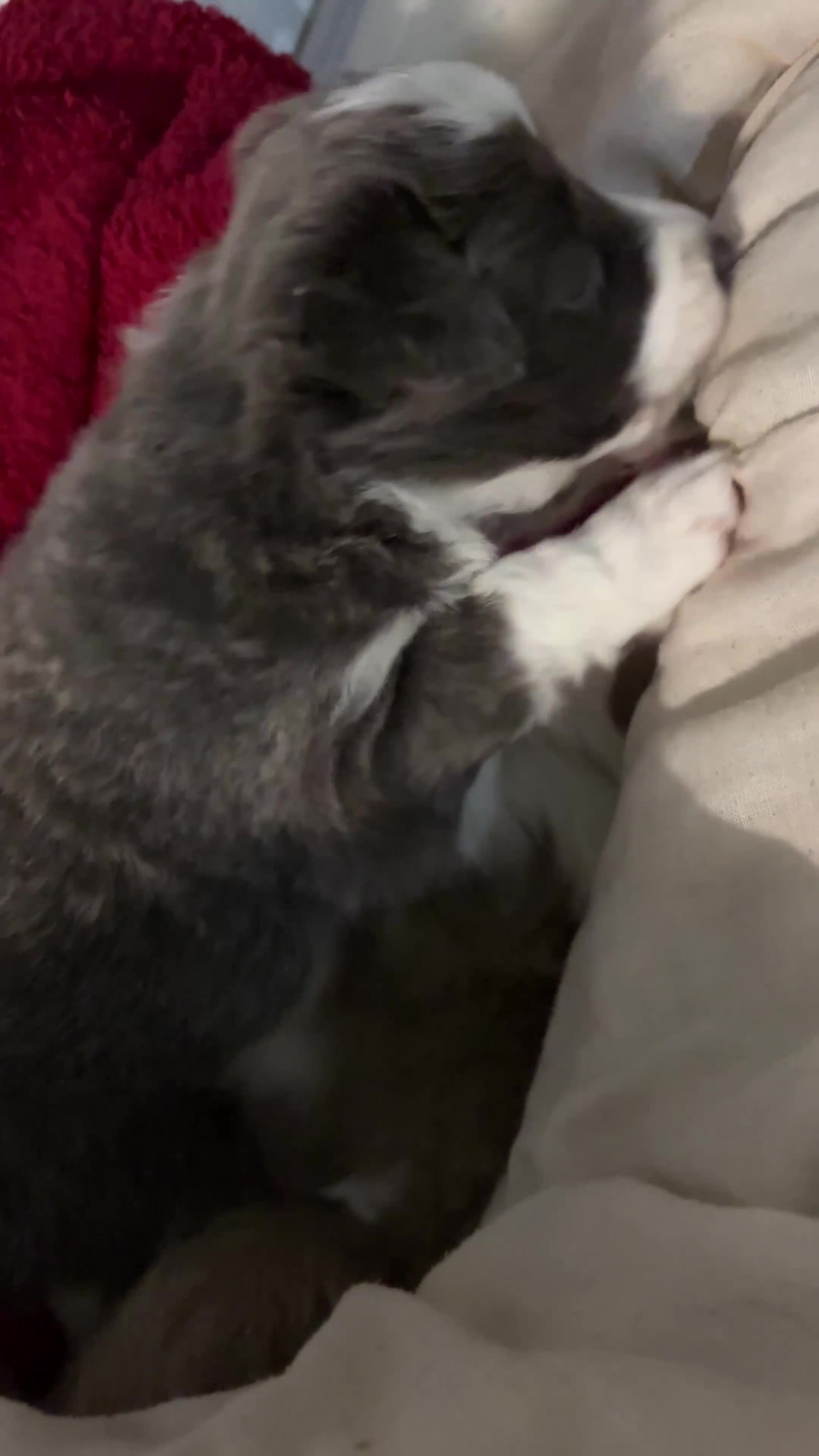 Border Collie dogs for sale: 4 border collie puppies - Video 4