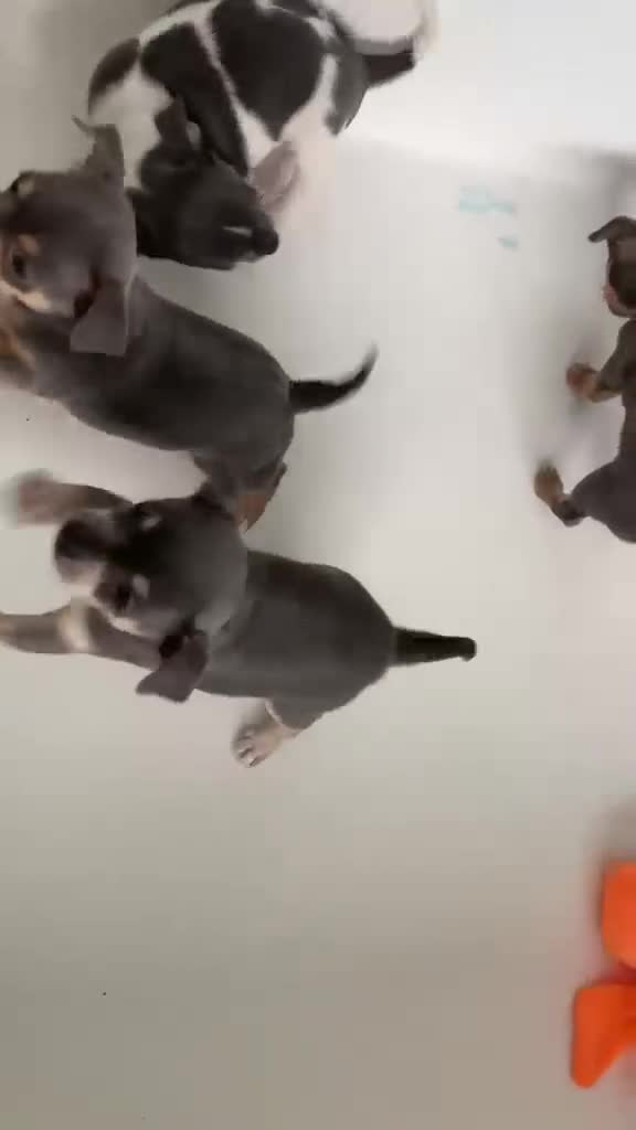 Chihuahua dogs for sale: Last beautiful boy !  blue tri chihuahua pup male - Video 2