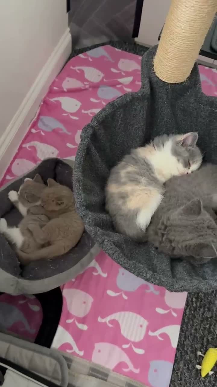 British Shorthair cats for sale: PKD+ALPS Tested, GCCF Registered, Loving Kittens - Video 1