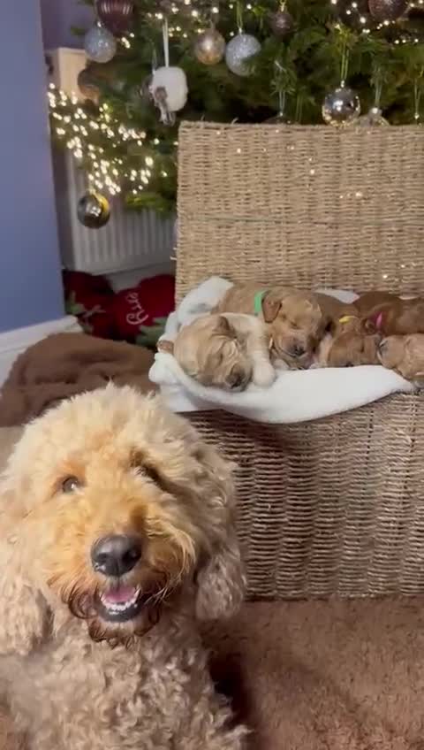 Mixed Breed dogs for sale: Stunning Irish Cockapoodledo's........ - Video 2