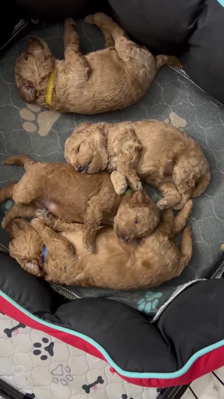 Toy Poodle dogs for sale: KC Registered Toy Poodle Puppies - Video 2
