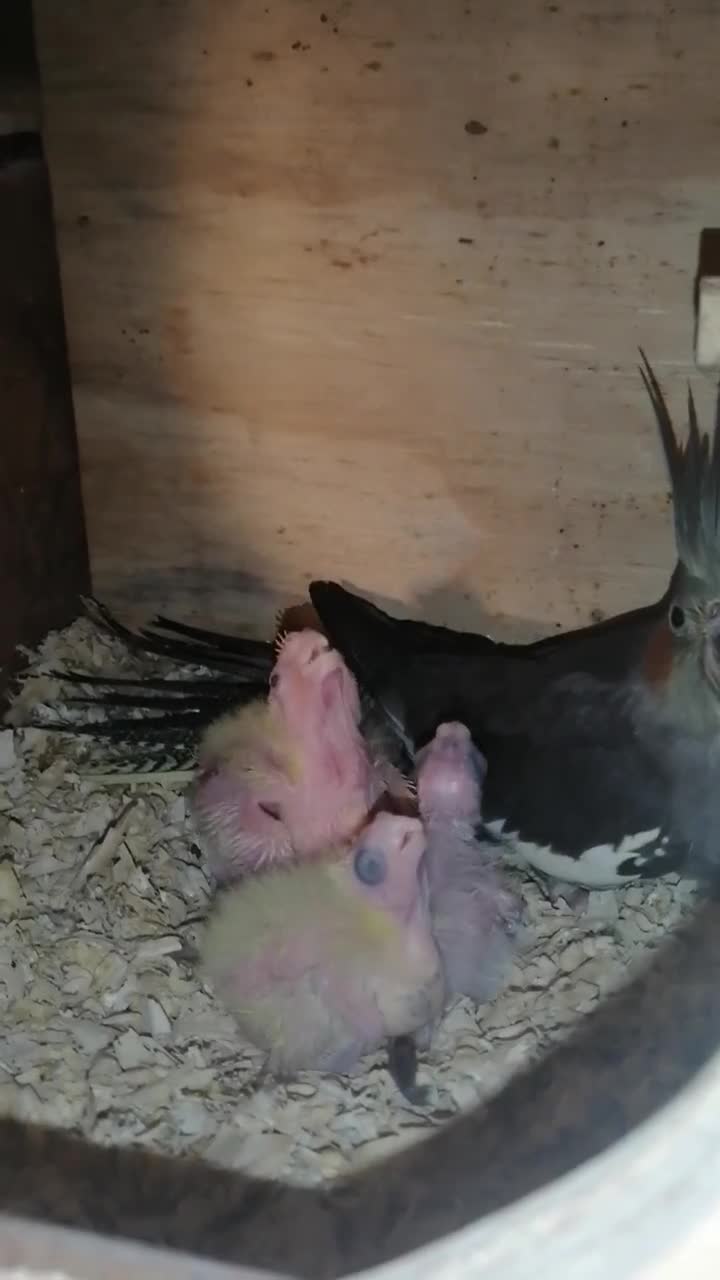 Cockatiels birds for sale: Juvenile Range of cockatiels in Manchester - Video 1