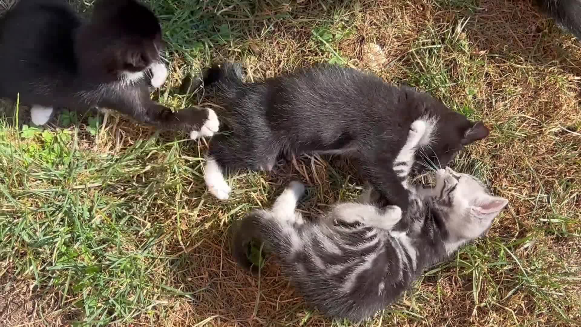 Mixed Breed cats for sale: 6 Beautiful Kittens - Video 1