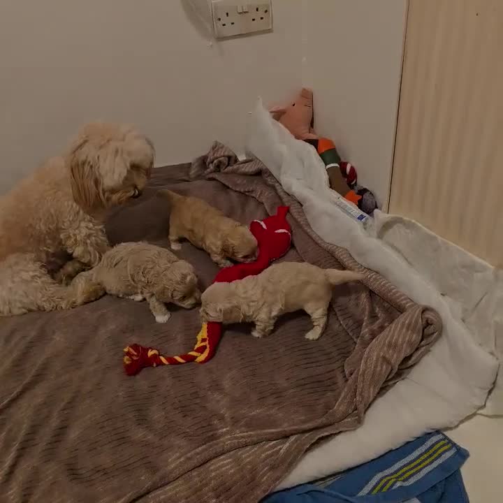 Maltipoo dogs for sale: Maltipoo puppies  - Video 2