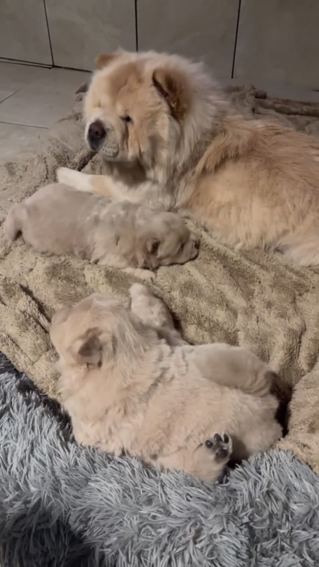 Chow Chow dogs for sale: STUNNING FLUFFY CREAM CHOWCHOW PUPPIES🧸🐾 KC REG in Wolverhampton - Video 1