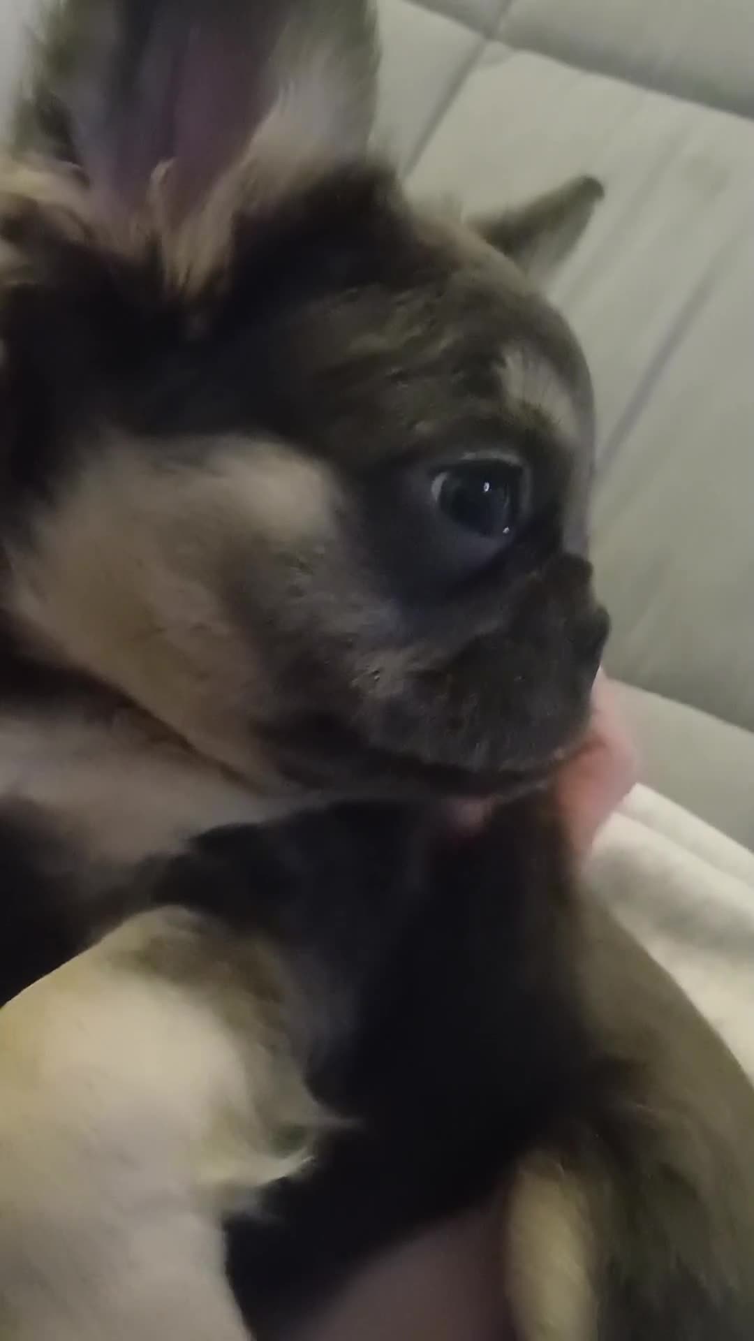 French Bulldog dogs for sale: Bleu – Beautiful Lilac French Bulldog Puppy - Video 2